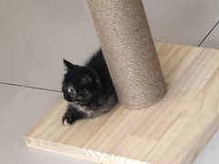 -平行世界·猫咖(首经贸店)