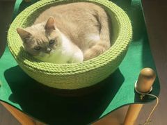 -COLOR PETS 撸猫馆·购猫·猫咖(长风大悦城店)