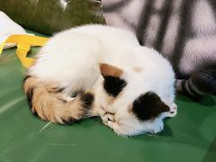 -猫色咖啡·猫咖