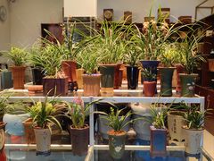 -双季花艺园艺市场(浦东店)