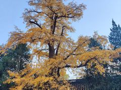 -苏州文庙(姑苏区)