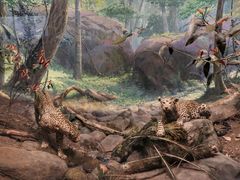 -美国自然历史博物馆