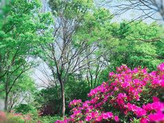-上海滨江森林公园