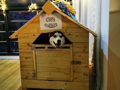 -Husky Go! 哈士奇体验馆·宠物咖啡厅狗咖