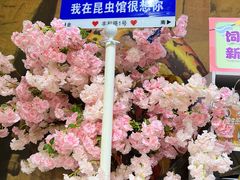 -上海大自然野生昆虫馆