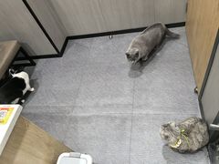 -半岛宠物医院24小时(西派城店)