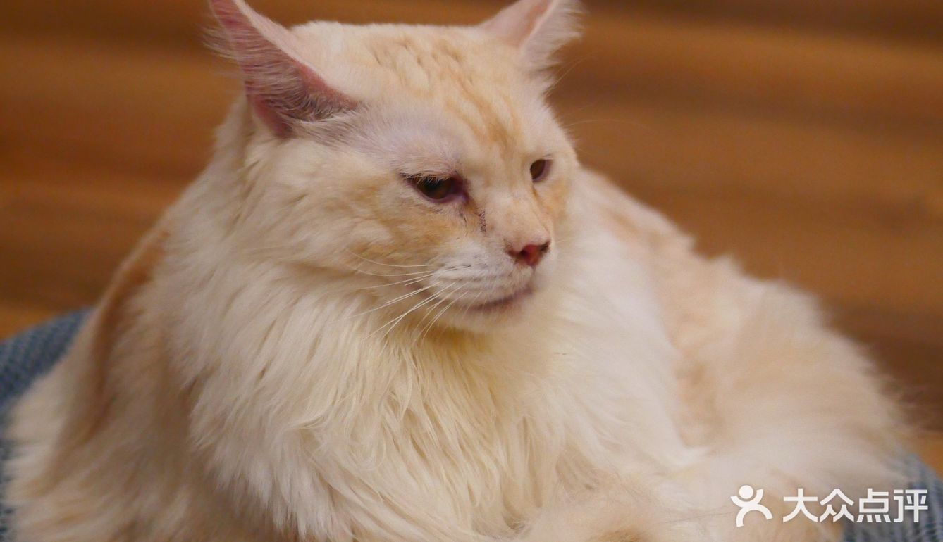 猫咖还能打桌游，这也太治愈了 