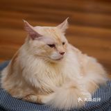 猫咖还能打桌游，这也太治愈了 