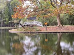 -上海共青森林公园