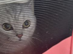 -诺比宠物医院心脏内科·泌尿肾内外科·骨科急重症