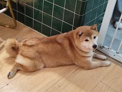 -是阿柴呀！柴犬咖啡·爱喵喵猫咖
