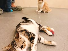 -飞行喵MR PILOT|猫舍·猫咖(静安大融城店)