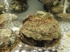 -甄御•海鲜新青岛菜(麦岛店)