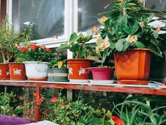 -北京龙庆四季香农家饭庄·灶台鱼·碳烤虹鳟鱼(龙庆峡店)