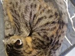 -平行世界·猫咖(首经贸店)