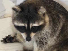 -浣熊柯尔鸭土拨鼠·电玩咖