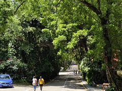 -鼎香皇高佬苏裹蒸粽