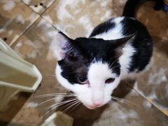 -小板凳(四公里店)