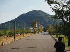 -桃花岛景观公园