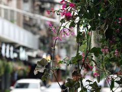 -溪岸路花鸟市场