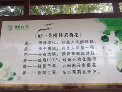 -中华茉莉园