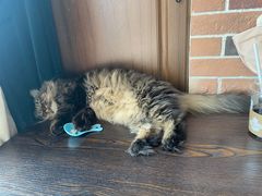 -蓝鲸·缅因猫舍