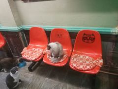 -猫咪博物馆(顶澳仔猫街店)