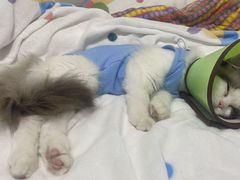 -动物缘宠物医院·骨科·猫科(西二环店)