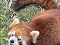 -灵玲国际马戏城