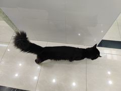 -瑞鹏宠物医院华南总院·夜诊·心脏科·骨科