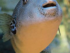 -西海国立公园九十九岛水族馆