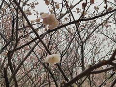-无锡梅园公园
