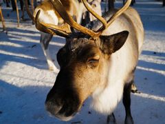 -北极村旅游风景区