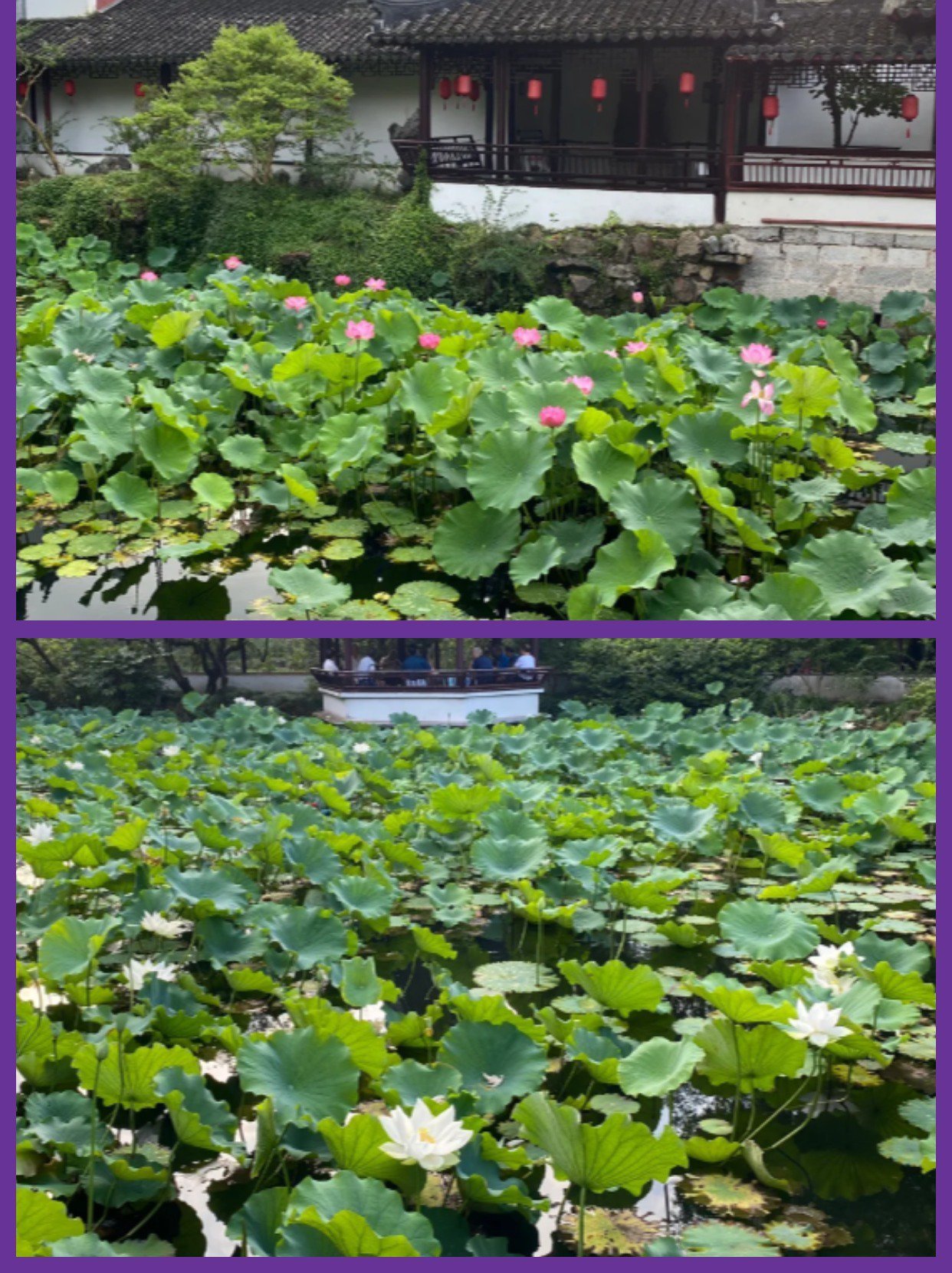 醉白池的荷花开了,好美呀