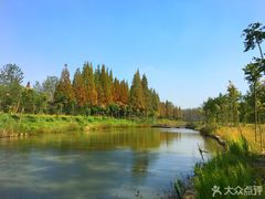 -合肥滨湖国家森林公园