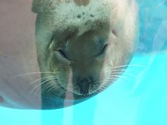 -海合安成都极地海洋公园