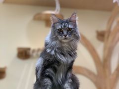 -猫和宫(六道口店)