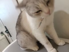 -共舞时光猫咖·狗咖(新街口店)