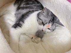 -东莞宠友24H宠物中心医院·转诊夜诊·异宠(新河北路院)