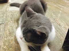 -猫咪博物馆(顶澳仔猫街店)