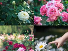 -永定河休闲森林公园