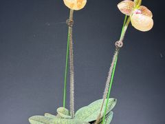 -北京植物园-展览温室