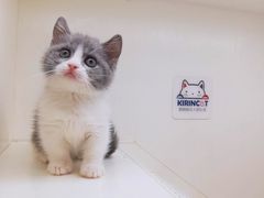 -十年猫舍·猫咪专门店(普陀店)