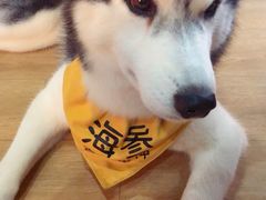 -Husky Go! 哈士奇体验馆·宠物咖啡厅狗咖