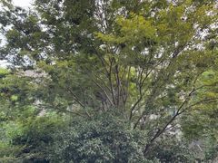-万达广场(松江店)