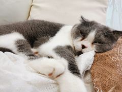-共舞时光猫咖·狗咖(新街口店)