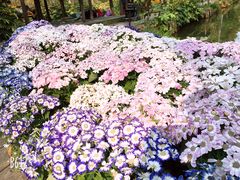 -合肥滨湖国家森林公园