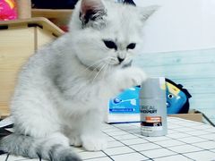 -芭比堂动物医院·24小时·眼科中心(深圳中心)
