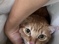 -瑞鹏宠物医院·夜间急症·心超·猫科(祖庙分店)