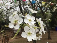-楠柏弯休闲山庄(梨花溪店)